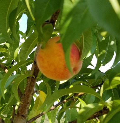 peach.jpg